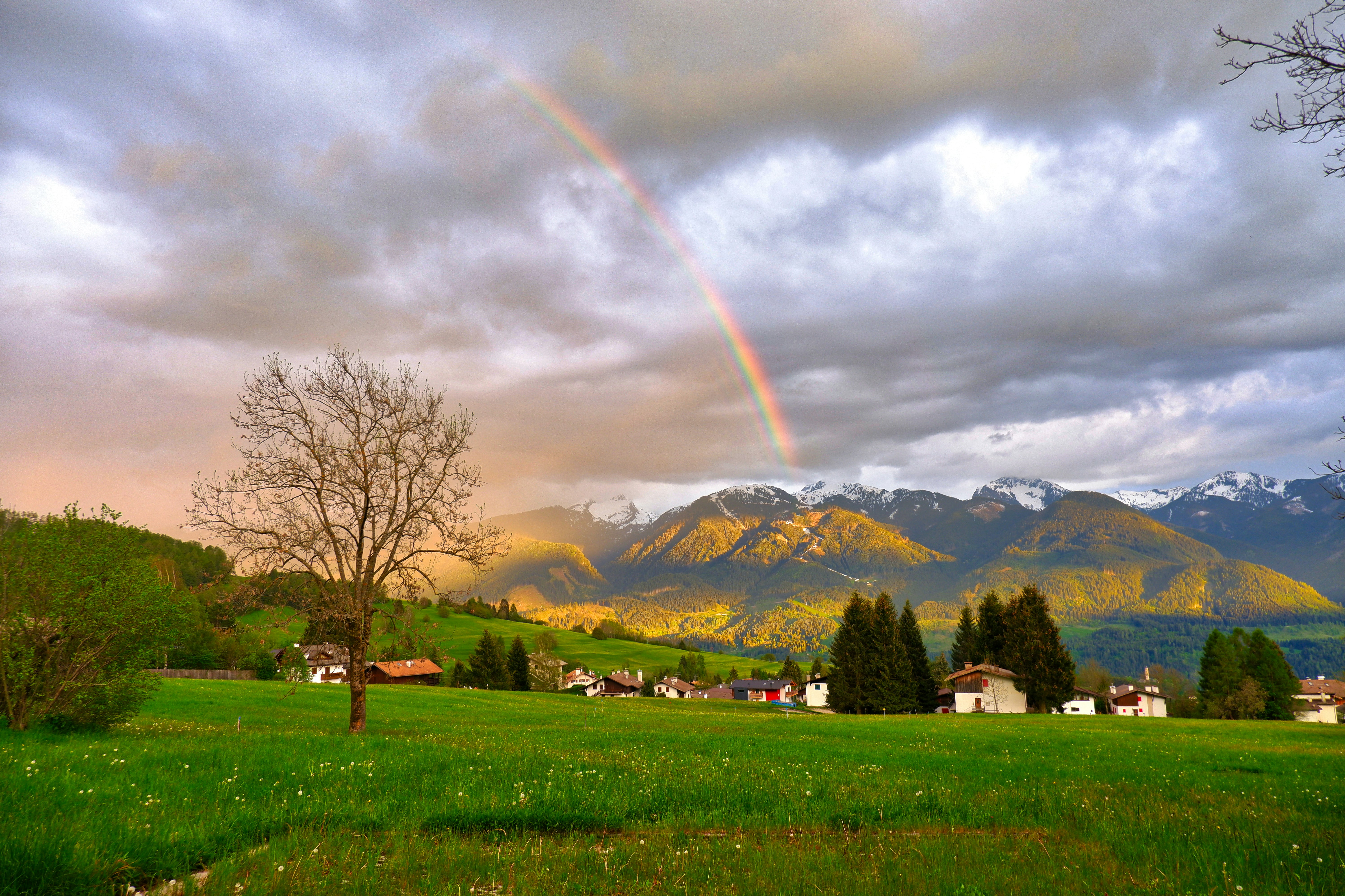 green field and trees near mountain under grey sky