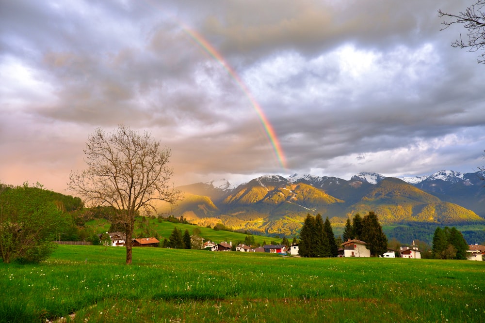 green field and trees near mountain under grey sky