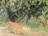 A tiger is walking alongside a wall covered with dense green foliage, blending into the natural environment. The tiger's orange and black stripes stand out against the vibrant greenery.