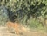 A tiger is walking alongside a wall covered with dense green foliage, blending into the natural environment. The tiger's orange and black stripes stand out against the vibrant greenery.