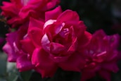 Vibrant pink roses with velvety petals are clustered together, creating a lush and rich bouquet. The flowers are in full bloom, showcasing layers of petals with subtle variations in color and texture. Soft shadows and highlights add dimension to the flowers, making them appear lifelike and vivid.