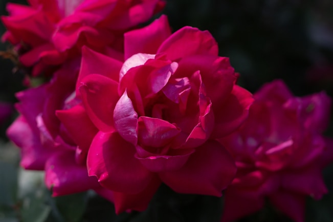 Vibrant pink roses with velvety petals are clustered together, creating a lush and rich bouquet. The flowers are in full bloom, showcasing layers of petals with subtle variations in color and texture. Soft shadows and highlights add dimension to the flowers, making them appear lifelike and vivid.