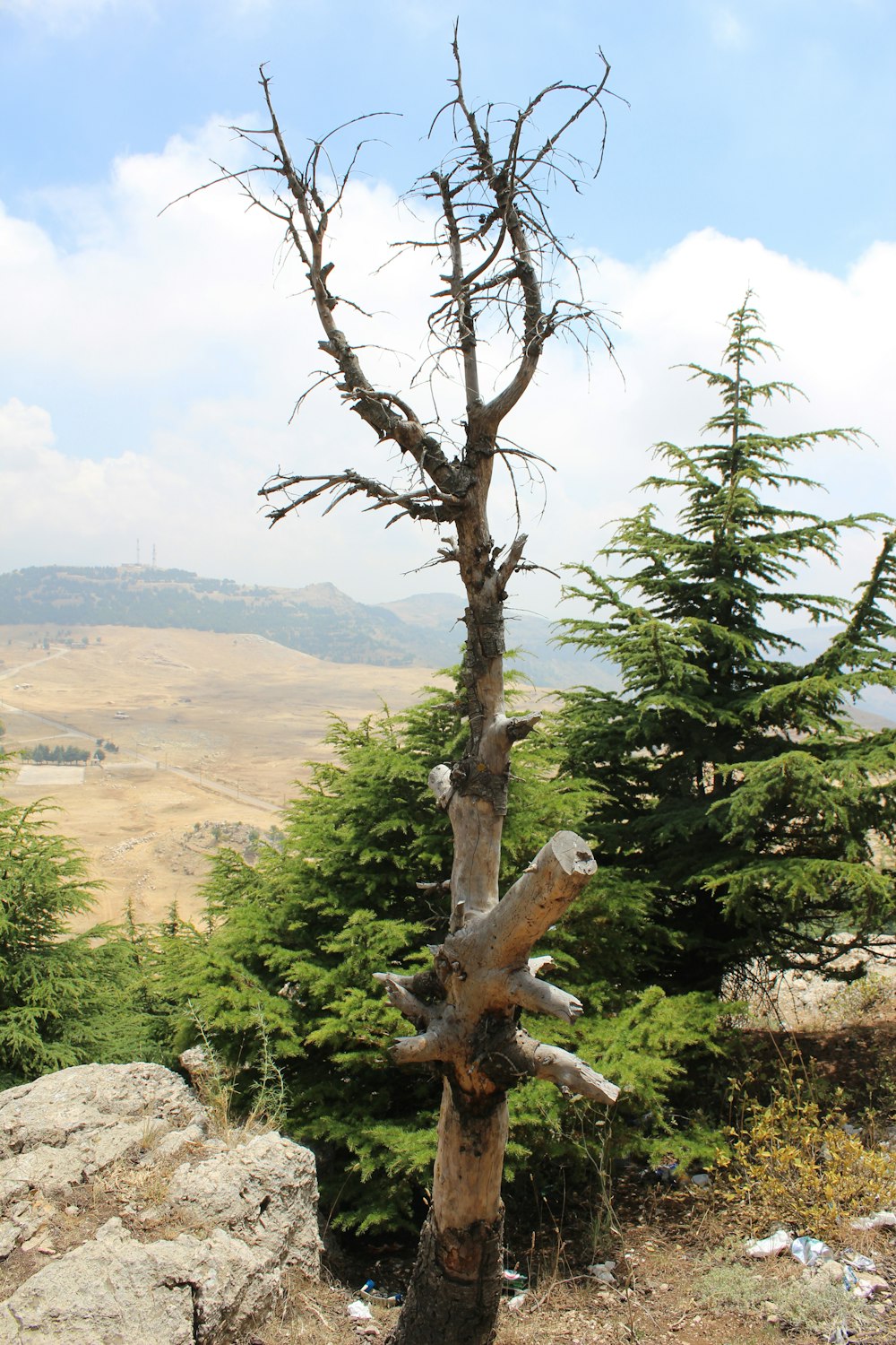 leafless tree during daytime