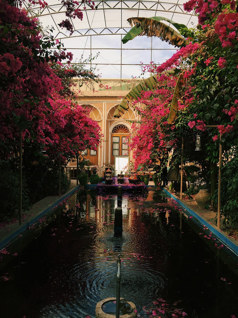 water fountain between bougainvilleas