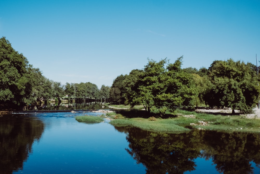 trees reflection on body of water during daytime