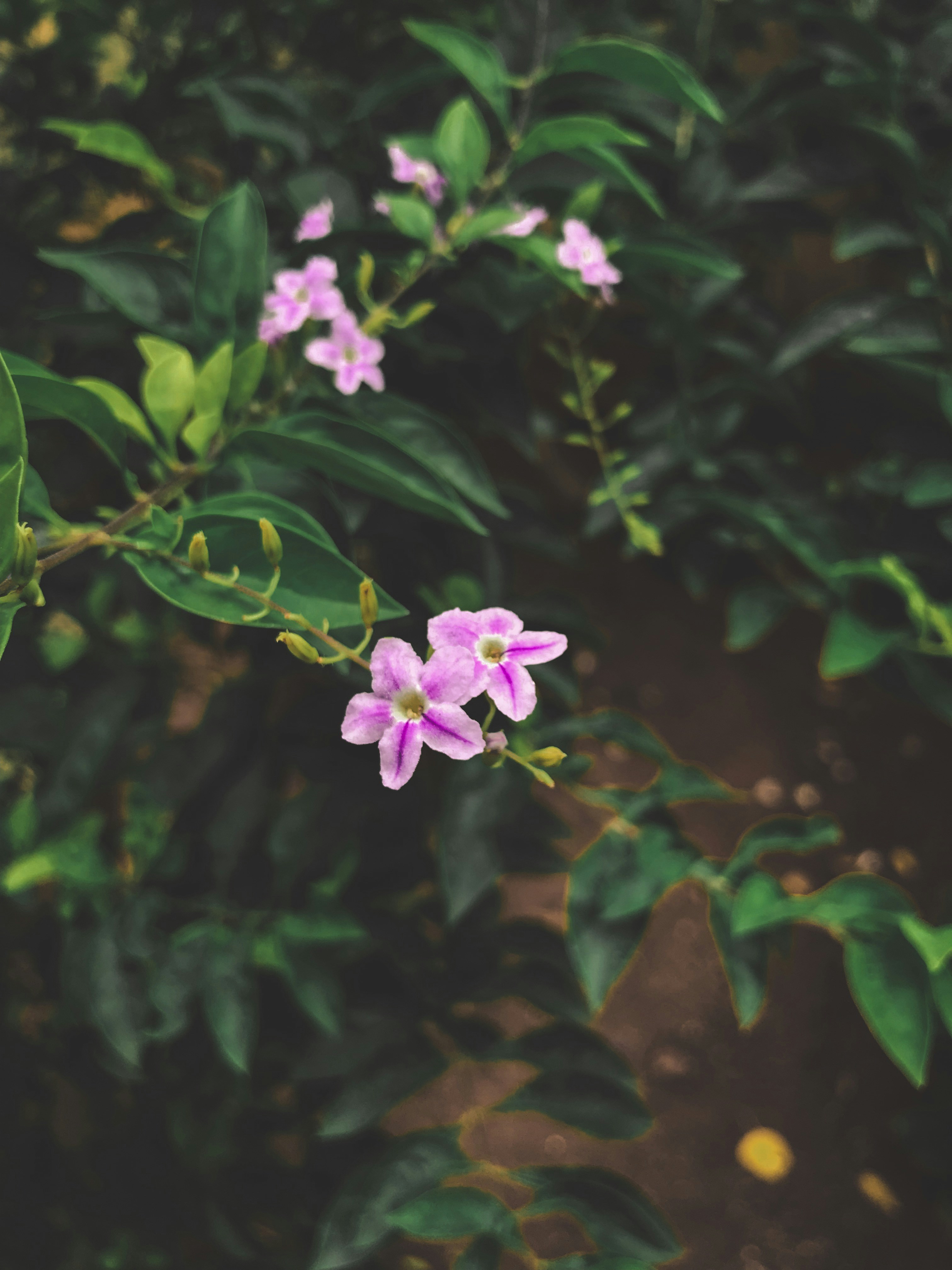 Photo by haririthanyahr