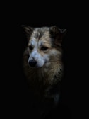 A close-up portrait of a dog with a thick, fluffy coat and a somber expression set against a pitch-black background, highlighting its textured fur and attentive eyes.