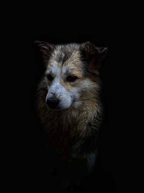 A close-up portrait of a dog with a thick, fluffy coat and a somber expression set against a pitch-black background, highlighting its textured fur and attentive eyes.