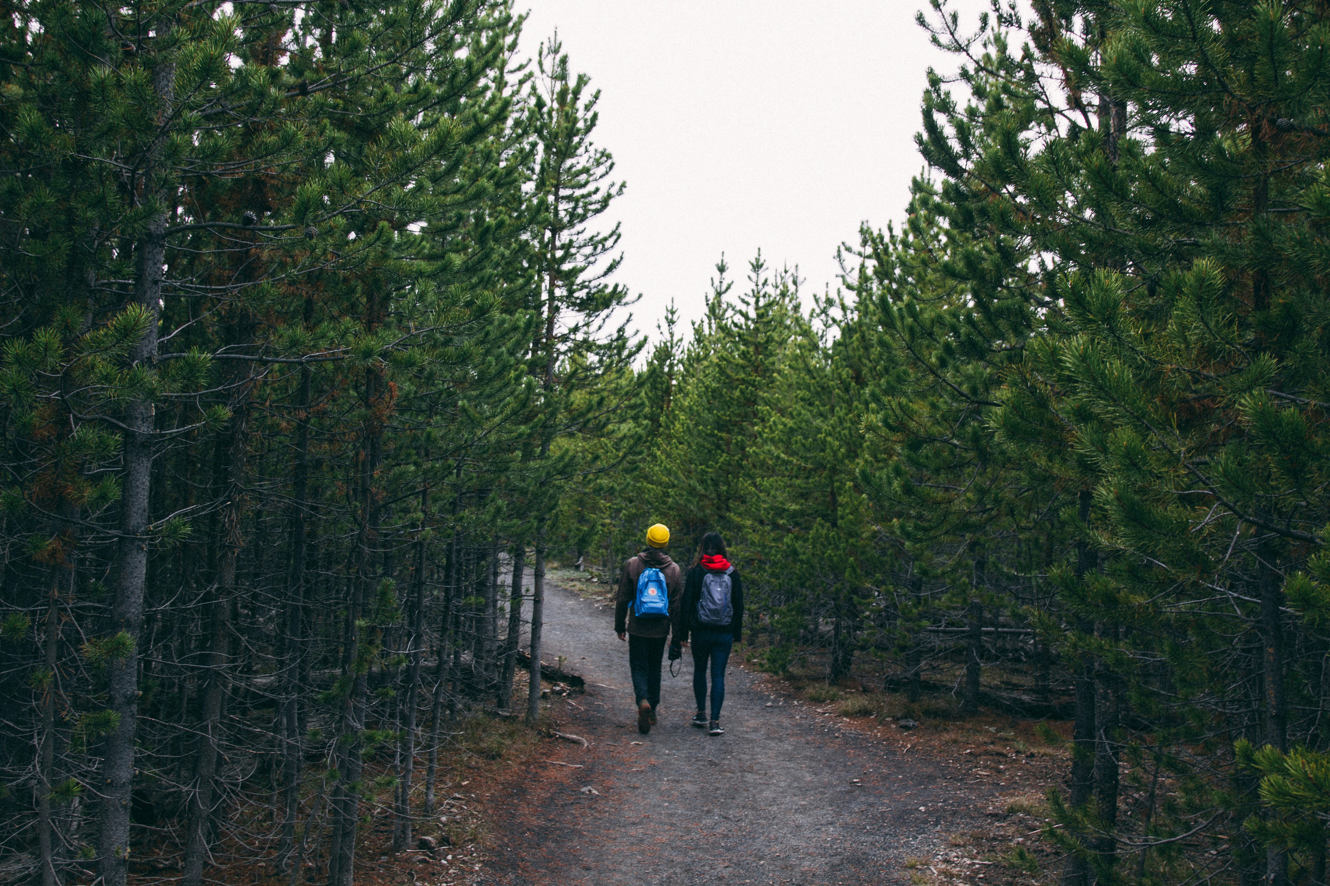 people walking on pathway between trees, 