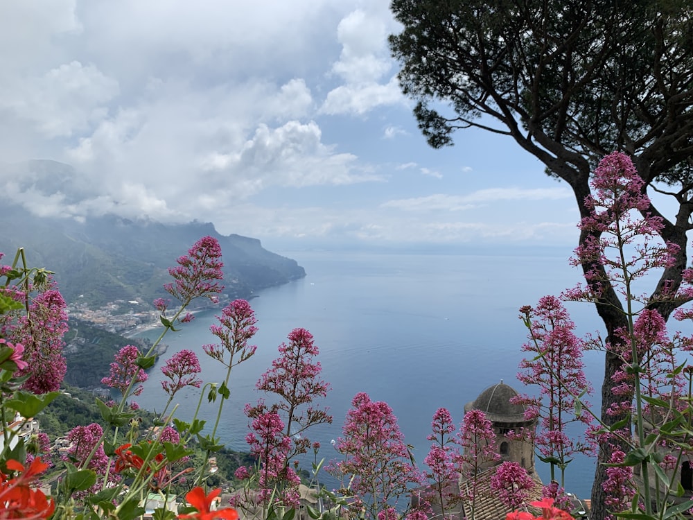 green trees beside pink petaled flower field during daytime