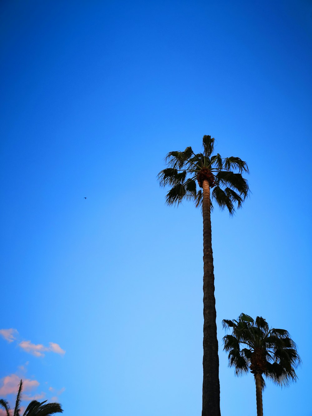 two tall palm trees under clear blue sky