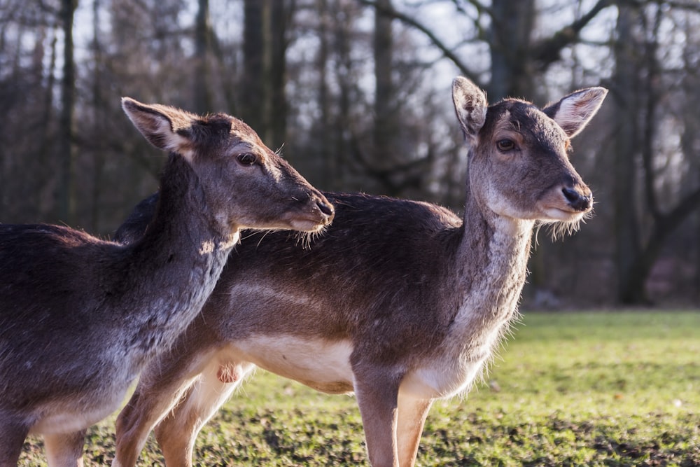 two deer standing on grass field