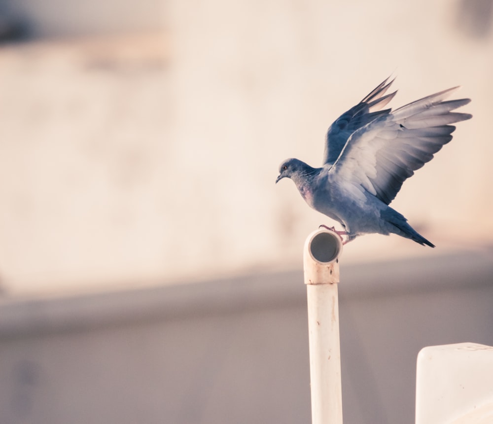 blue bird on tube pipe