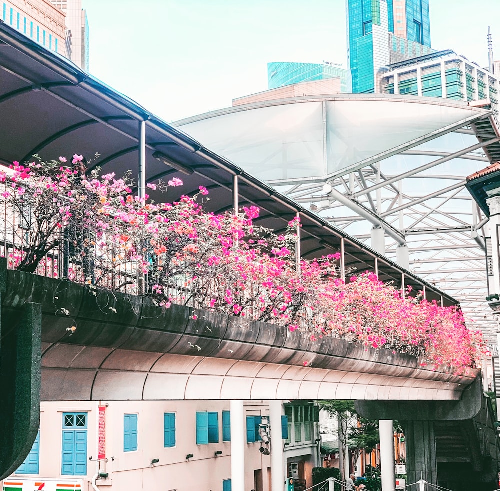 pink flowered plants in flower box of building's 2nd floor