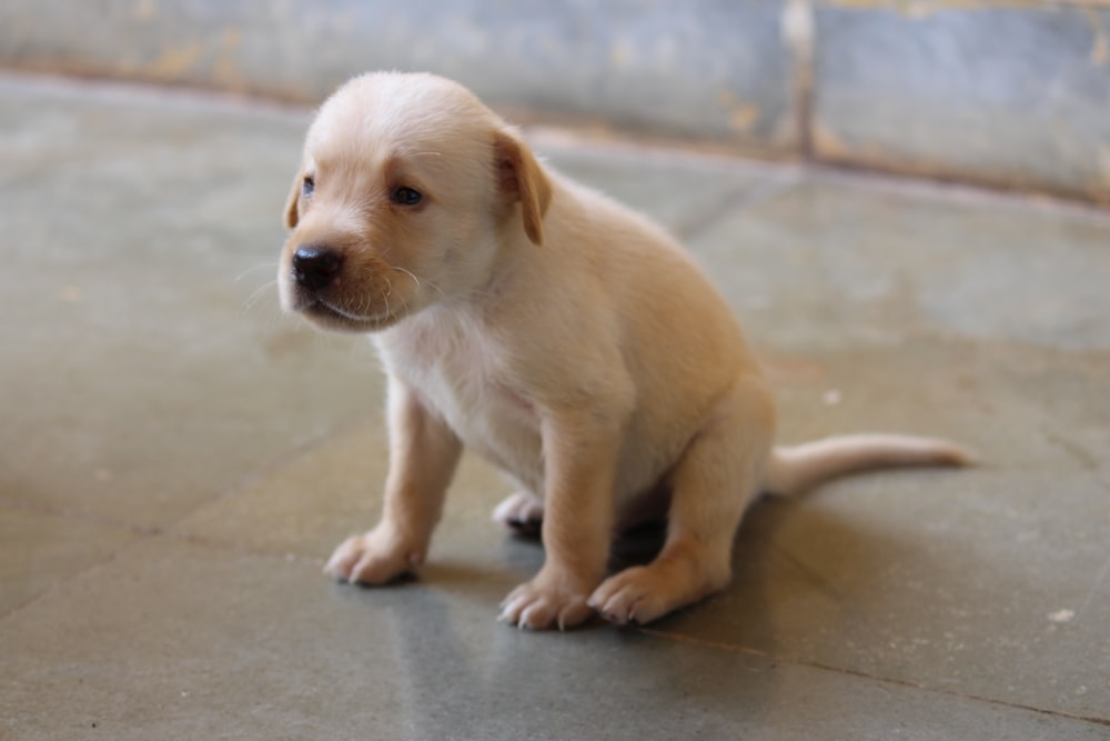 puppy seated at the table