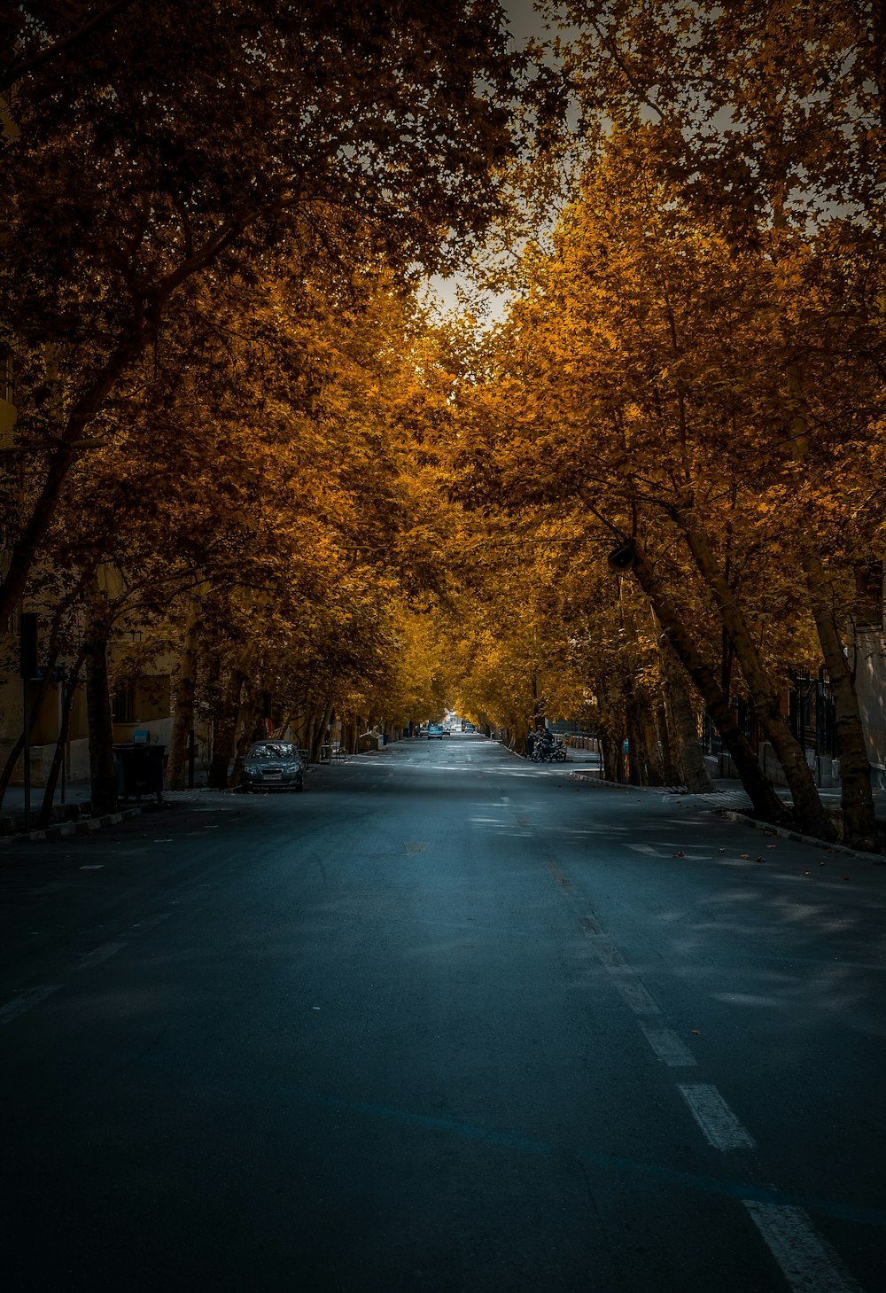 empty road between maple trees