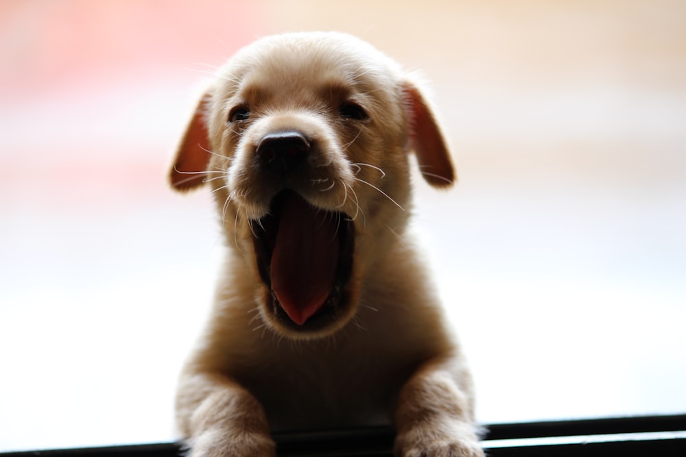 dog opening mouth