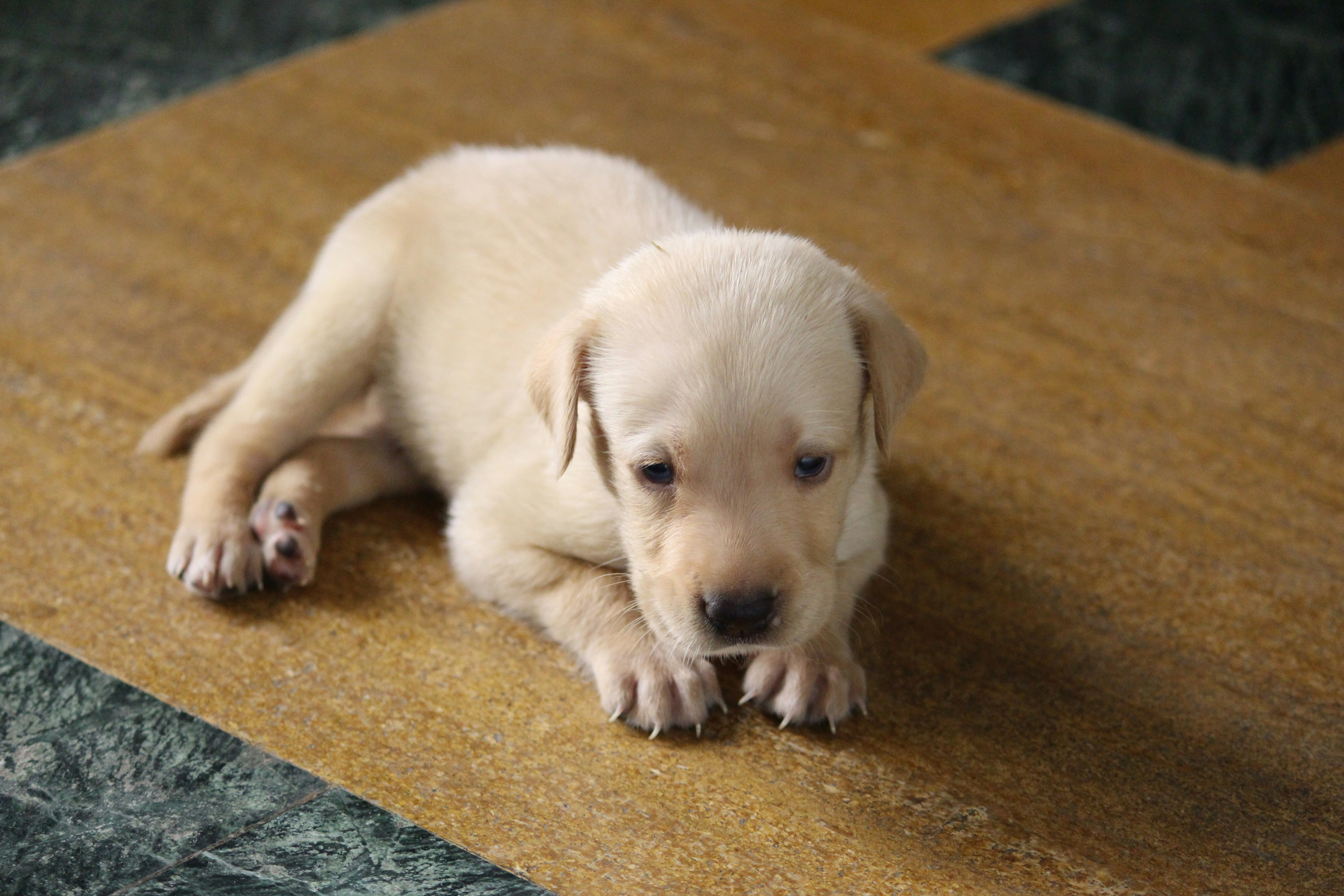 Photo by shridhardixit