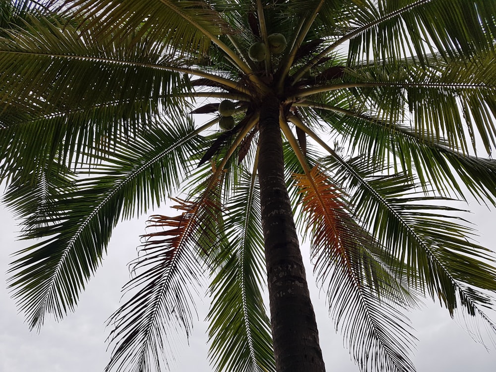 green coconut tree