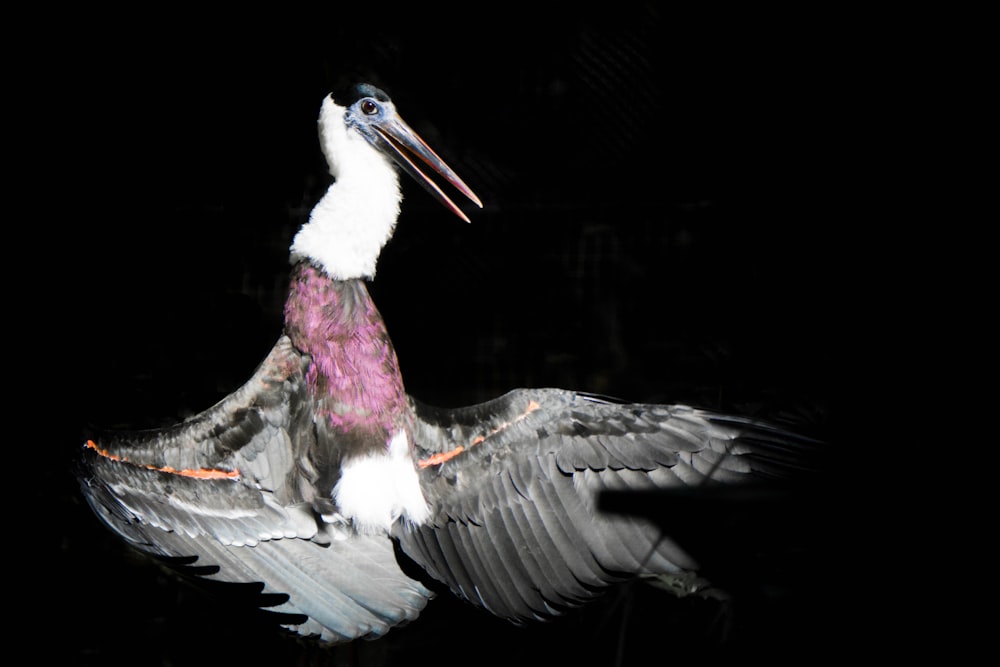 grey and white long neck bird on flight