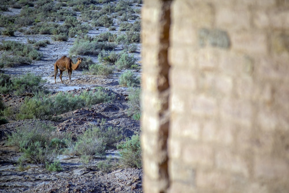 brown camel