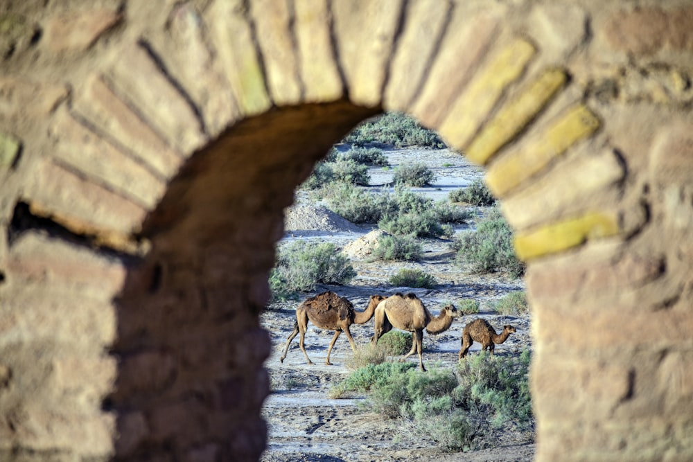 three brown camels