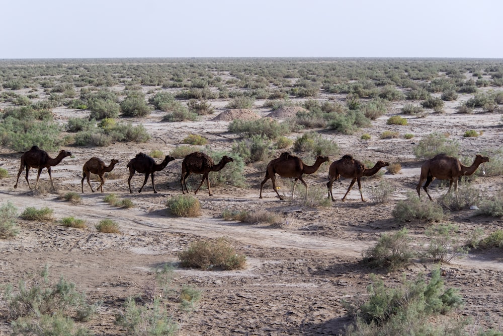 Siete camellos marrones en la fotografía enfocada