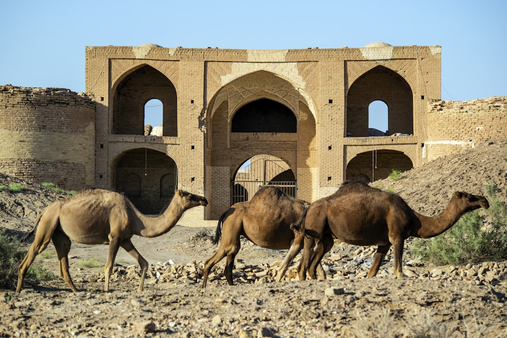 Tres camellos cerca de una estructura marrón