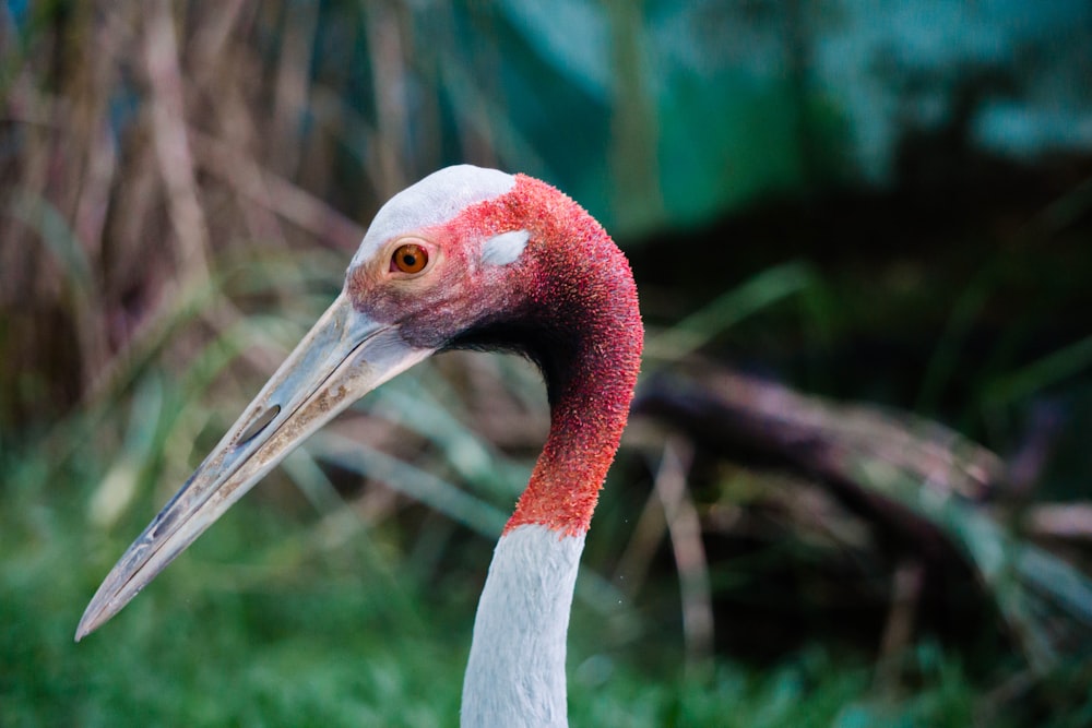 shallow focus photography of red and white bird