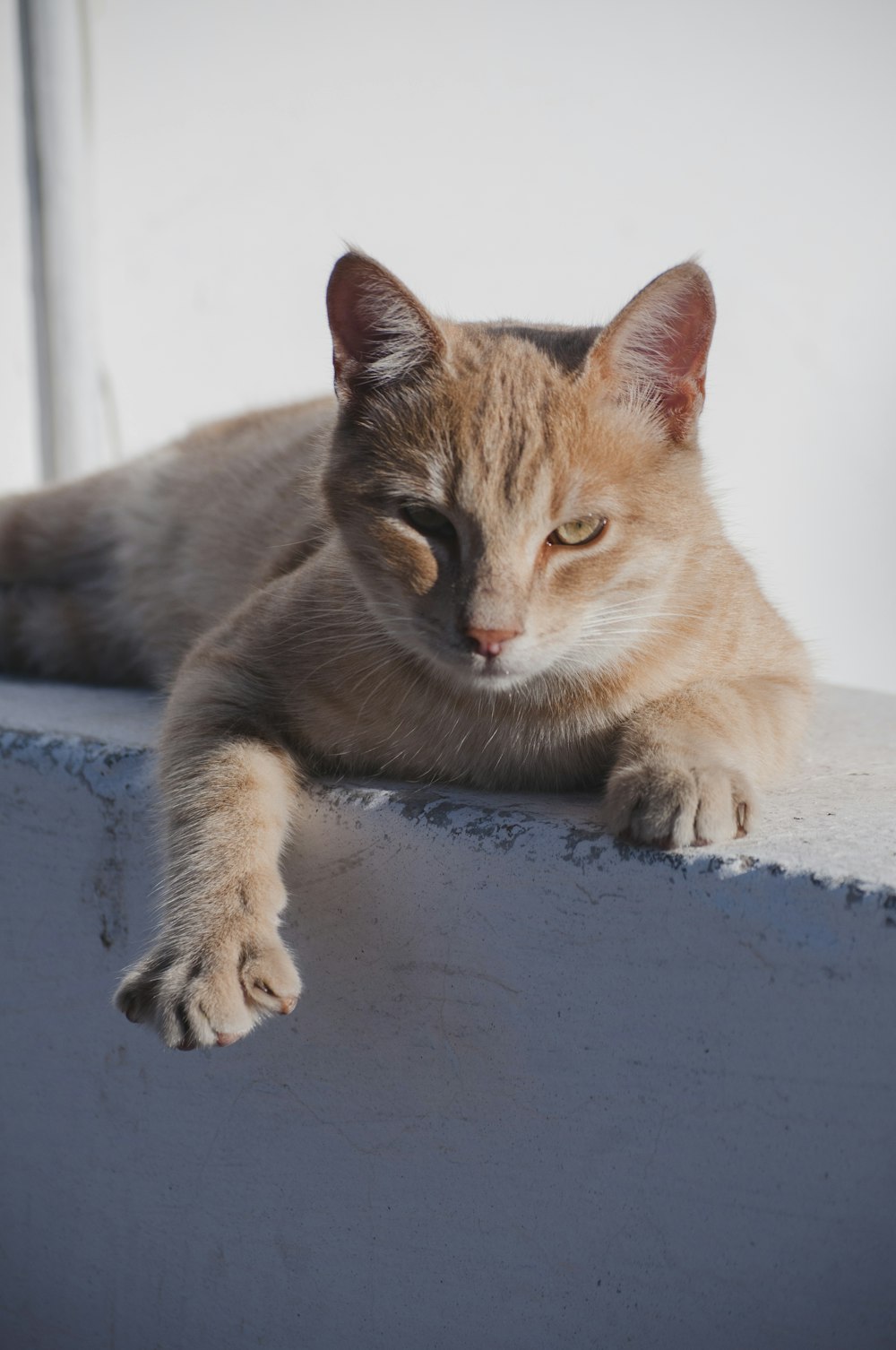 shallow focus photo of orange cat