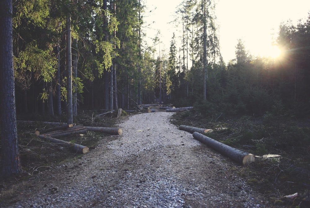 forest pathways photo during daytime
