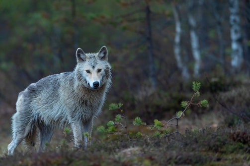 A lone wolf stands in a forest setting with a focused gaze. The background is blurred with trees and undergrowth, creating a natural habitat for the animal.