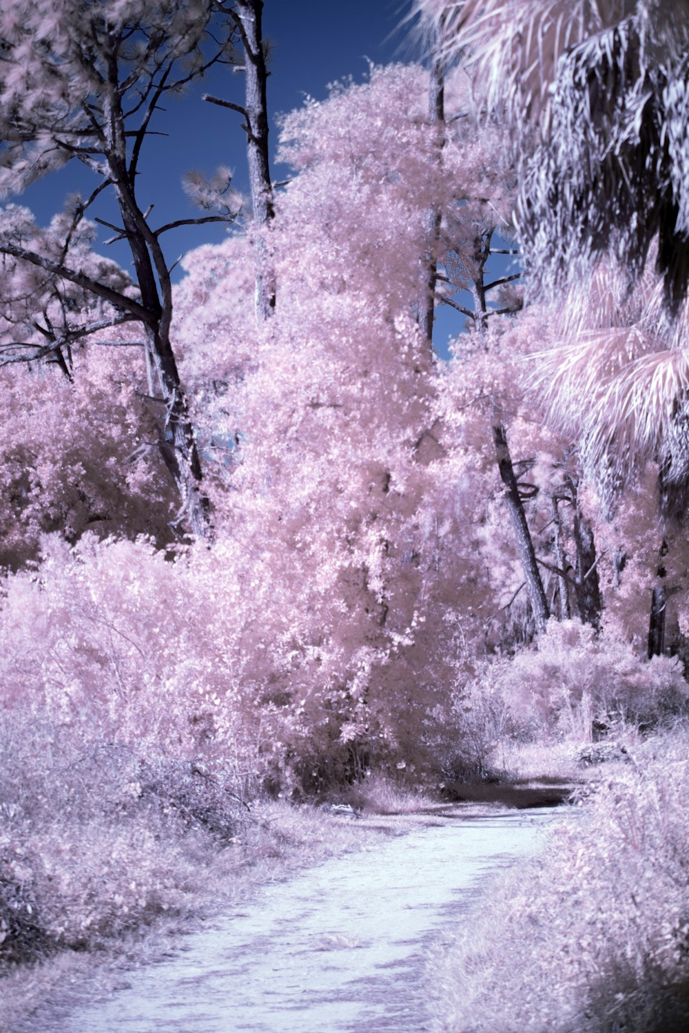 a path in a park with trees and bushes