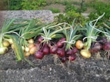 Bundles of freshly harvested onions, both red and yellow varieties, are laid out on a textured stone surface. Each bundle is tied with a white string, and the onions have long green stalks with visible roots. In the background, there is lush green foliage.