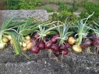 Bundles of onions arranged carefully for export, showcasing their rich color and freshness.