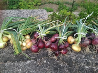 Bundles of freshly harvested onions, both red and yellow varieties, are laid out on a textured stone surface. Each bundle is tied with a white string, and the onions have long green stalks with visible roots. In the background, there is lush green foliage.