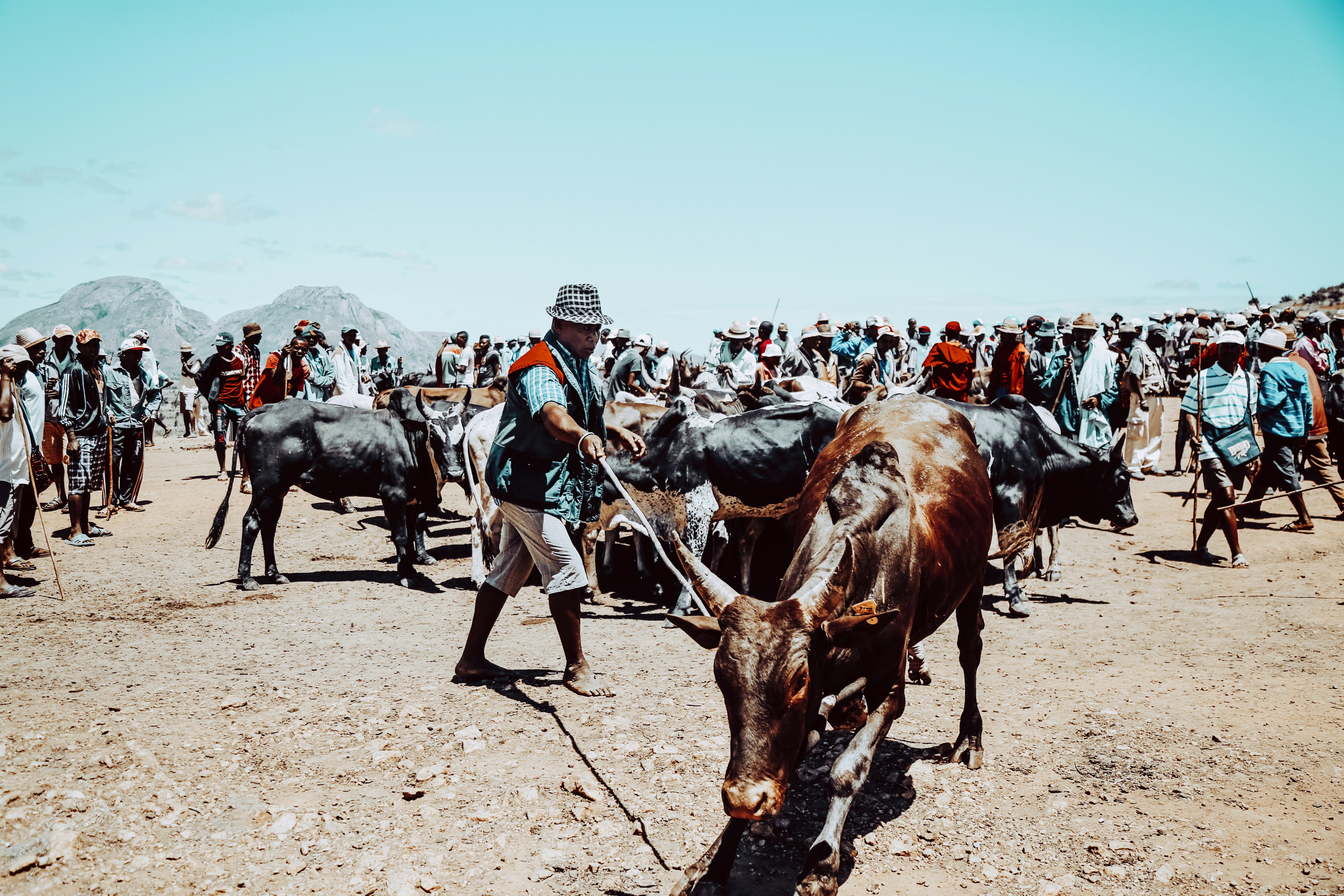 man standing beside cow