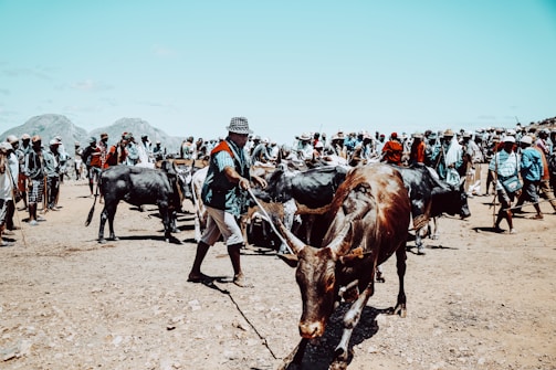 A bustling outdoor scene with a large group of people gathered in a dusty area, featuring several cattle. People are dressed in casual, colorful clothing and hats under a clear blue sky. The crowd appears to be engaged in an activity involving the cattle, with individuals leading or managing the animals. In the background, mountainous terrain is visible, adding depth to the setting.