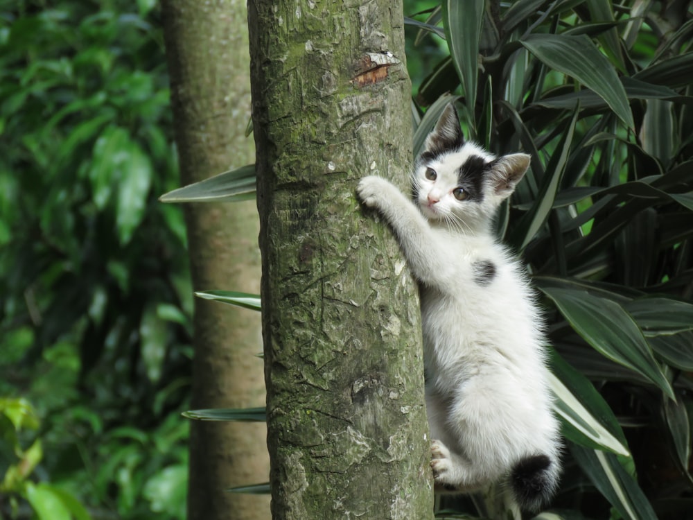 cat clinging on tree trunk