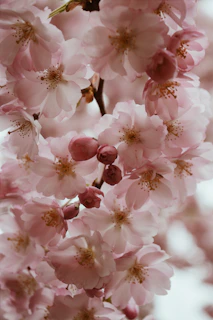 Close-up of delicate sakura blossoms embroidered with soft pink and white threads on fine silk fabric.