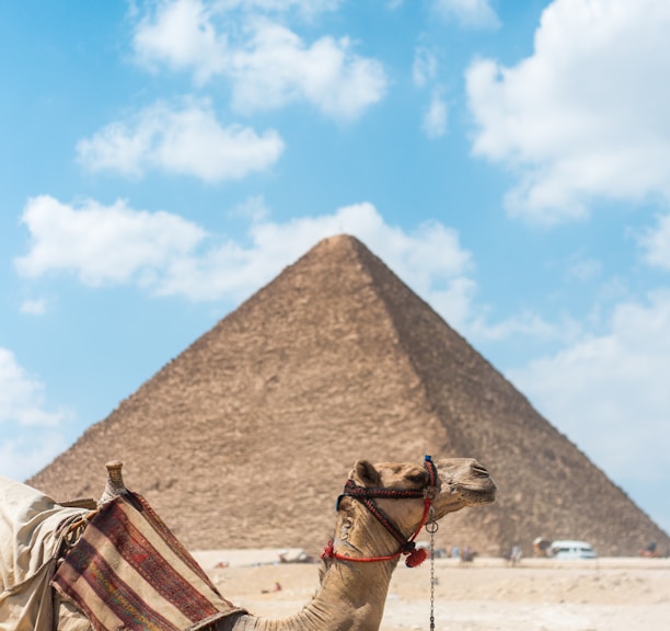 brown camel near pyramid under clear blue sky