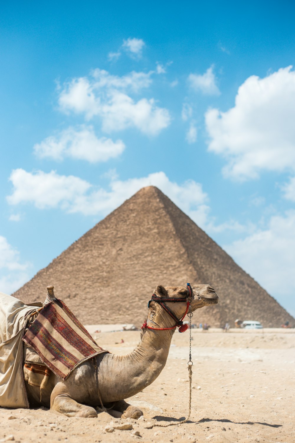 맑고 푸른 하늘 아래 피라미드 근처의 갈색 낙타