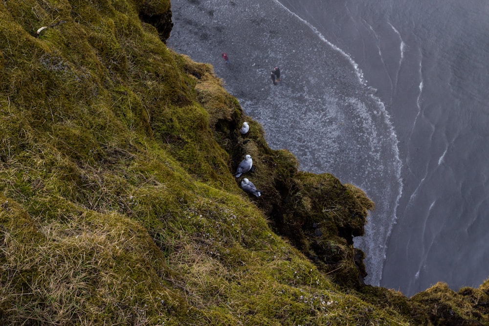 aerial photo of sea beside cliff