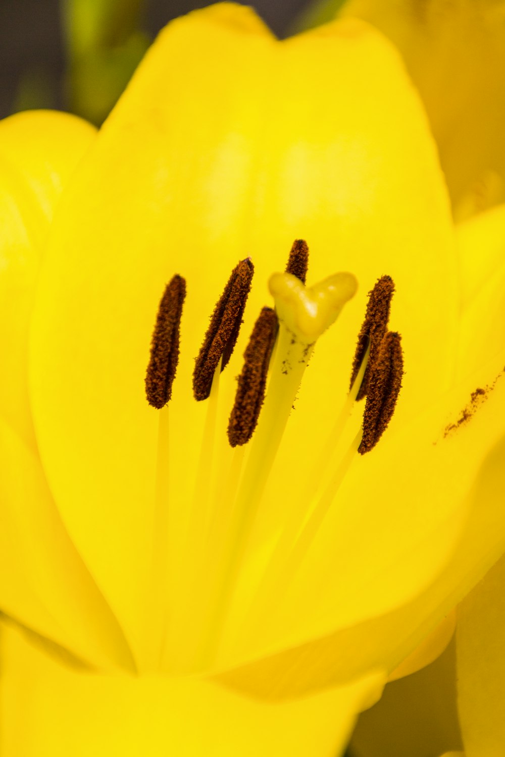 yellow petaled flower