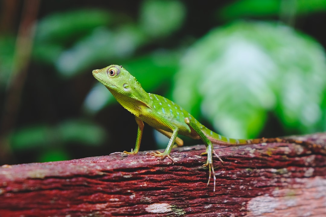green lizard focus photography