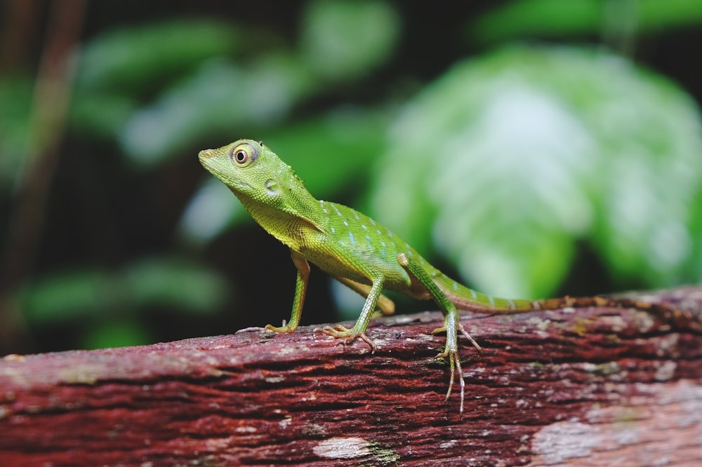 green lizard focus photography