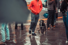 A black and brown dog sits on wet pavement surrounded by a group of people. The pavement is reflective, indicating recent rain. One person wearing a bright red hoodie and gray sweatpants stands beside the dog.