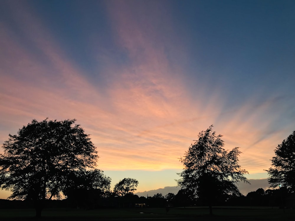 photographie de silhouette d’arbres