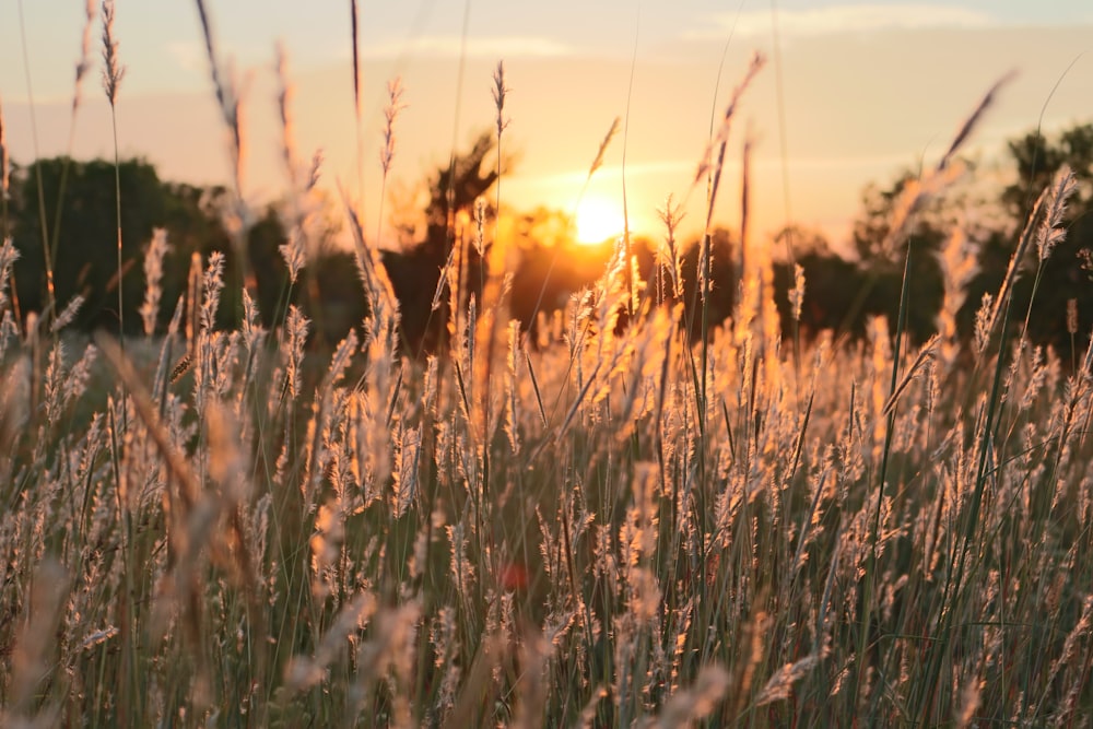 silhouette photo of grass field