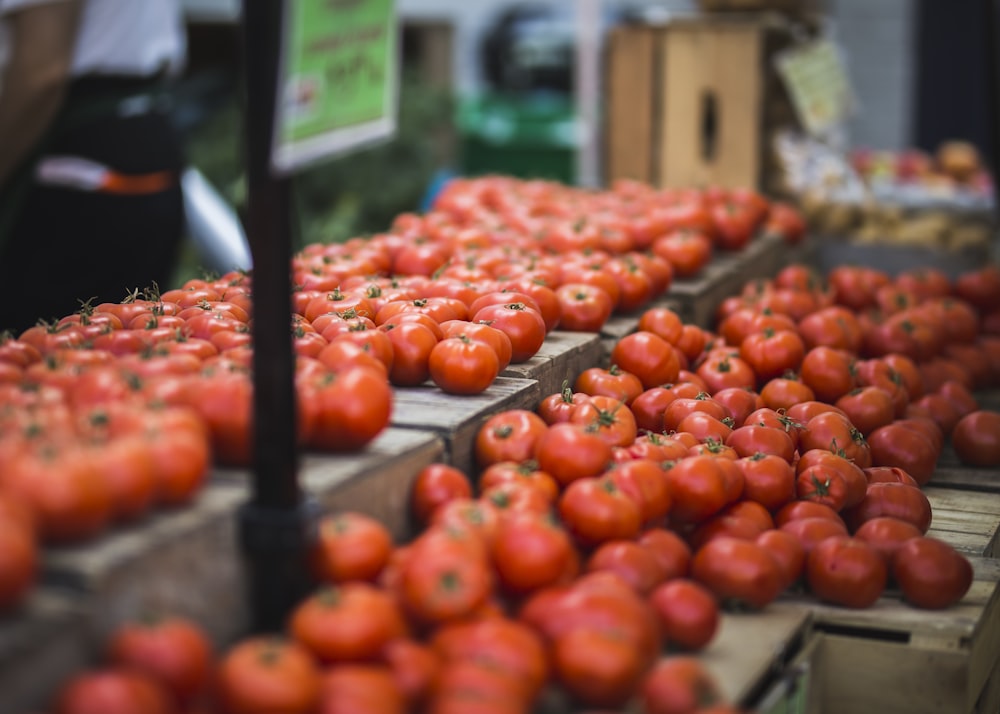 rows of tomatoes